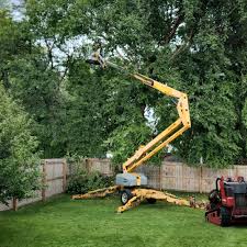 Best Root Management and Removal  in Pantops, VA